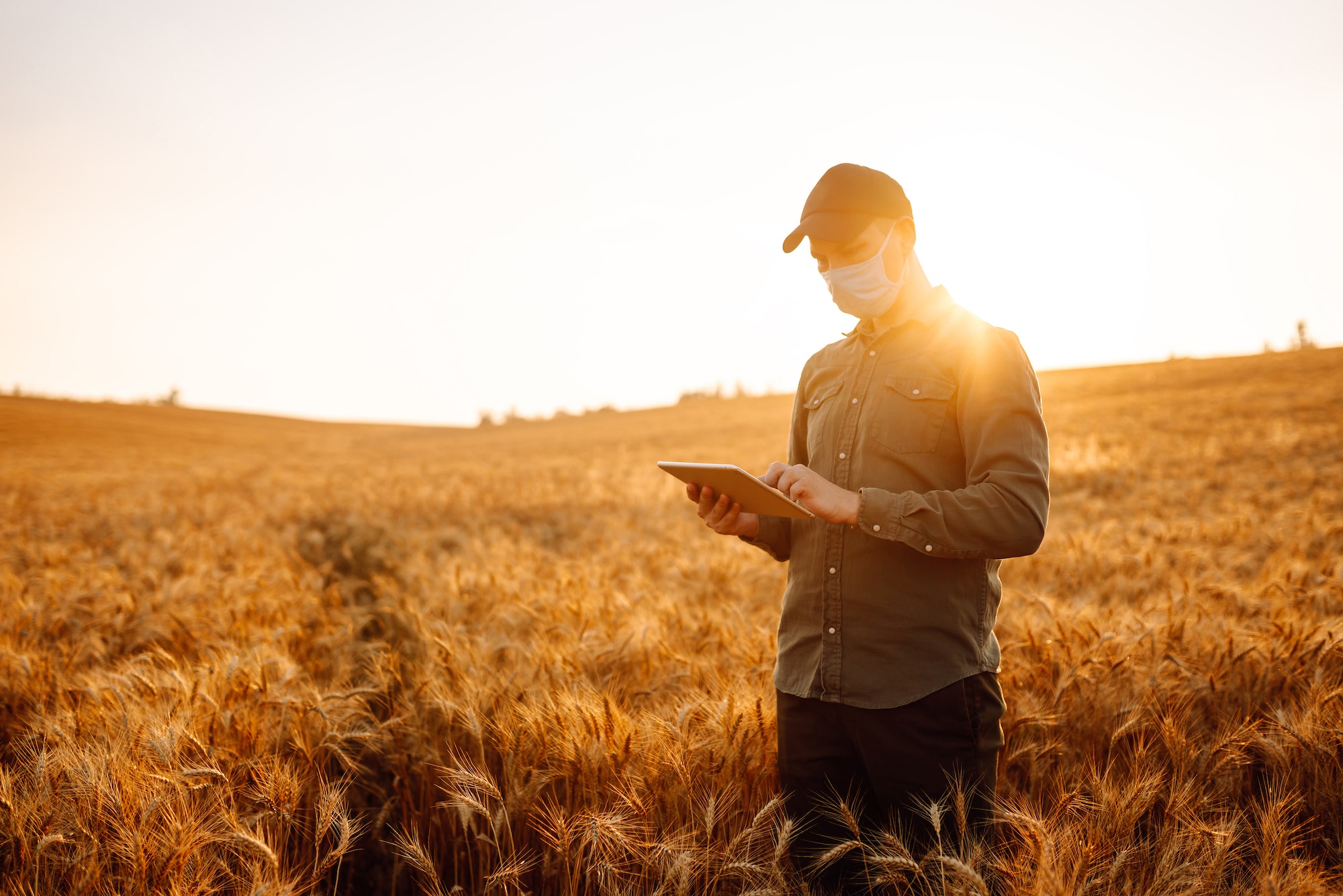 Farmer in a sterile mask with a tablet in their hands in a wheat field at sunset. Agro business.